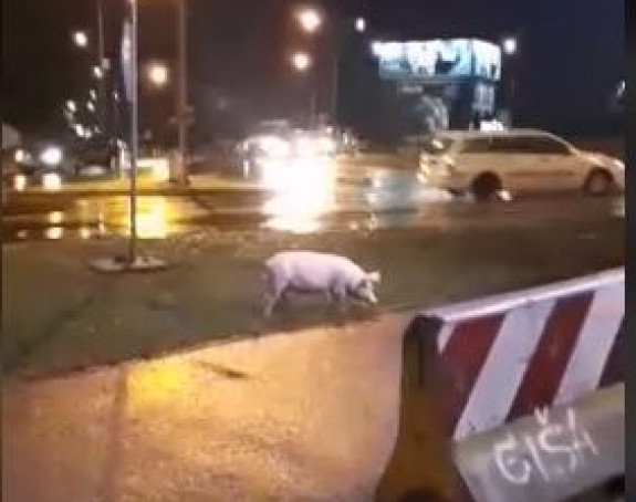 Prase izgubljeno luta ulicama Banjaluke (VIDEO)