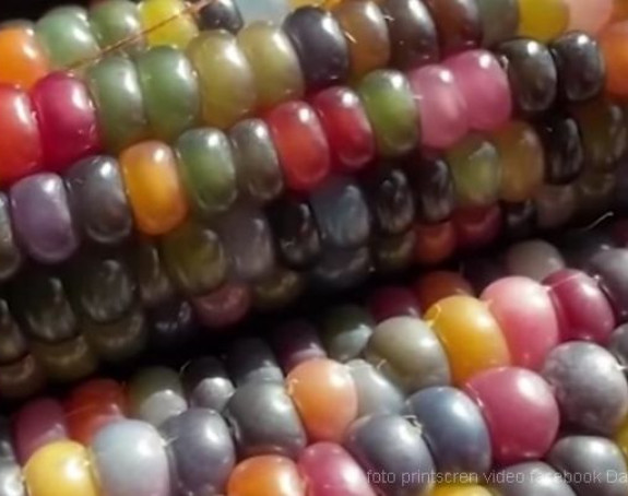 Da li ste nekad videli ovaj neobični kukuruz sa šarenim zrnima?!