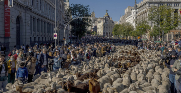Ovce i koze prošetale ulicama Madrida! (VIDEO)