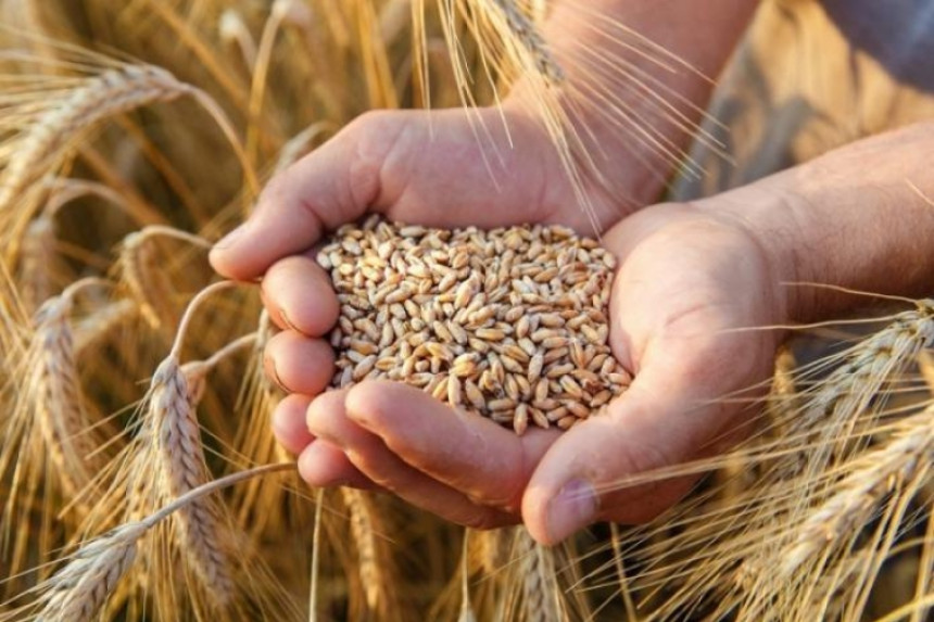 Рекордна цијена пшенице подигла цијену хљеба
