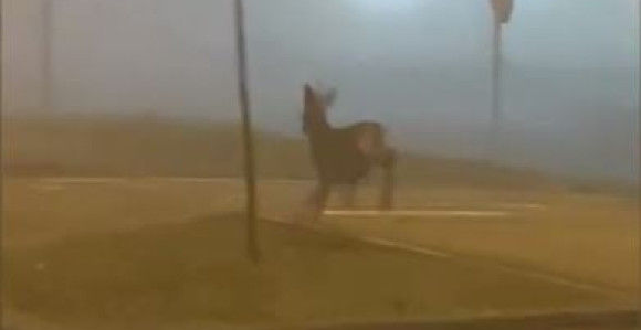 Vozači iznenađeni: Srna u centru Bijeljine (VIDEO)