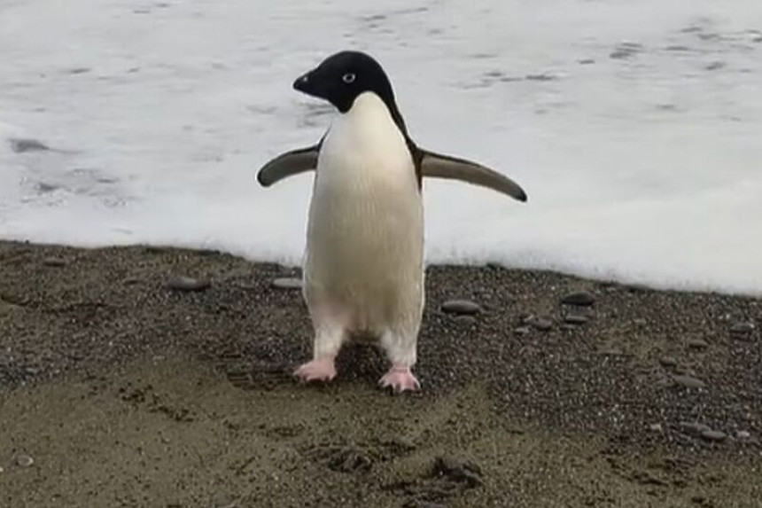 Pingvin "zalutao" na Novi Zeland - prešao 3.000 kilometara