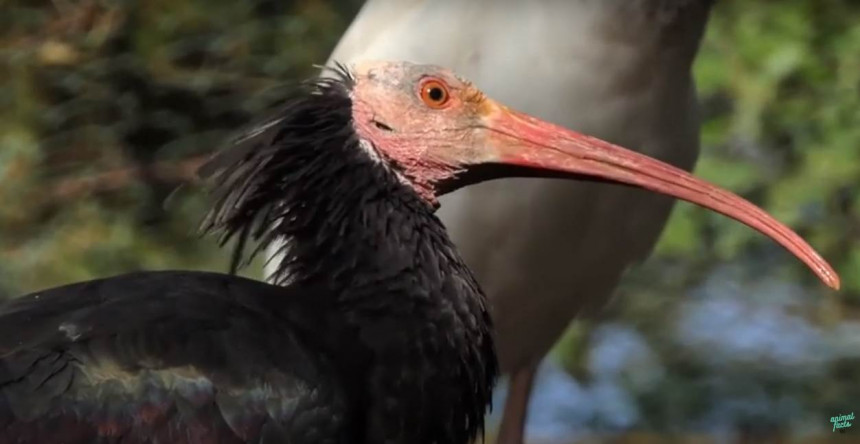Ćelavi ibis iz BiH svratio u Crnu Goru