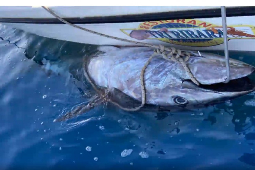 Породица у Црној Гори упецала туну тешку 266 килограма
