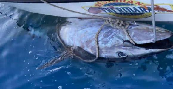 Porodica u Crnoj Gori upecala tunu tešku 266 kilograma