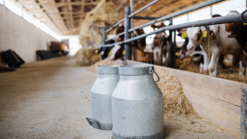 Zašto je Vlada Srpske smanjila premije za mlijeko?