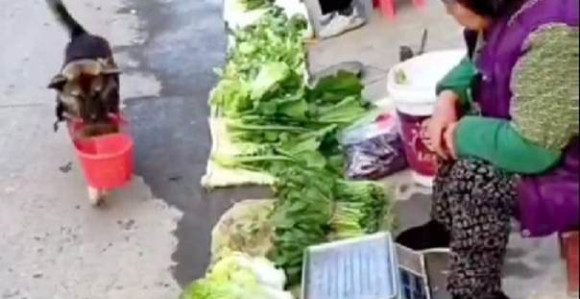 Kad pas krene na pijacu u kupovinu!? (VIDEO)