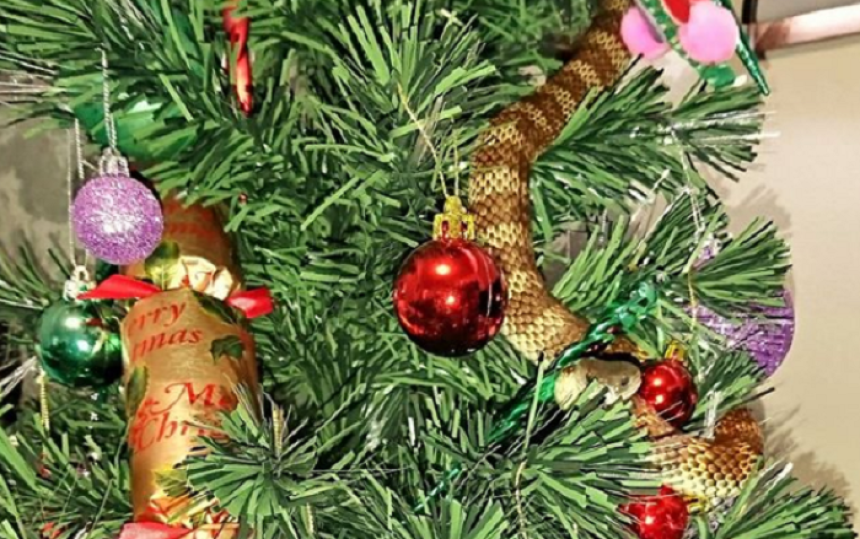 Kitili jelku a iz nje izvirila zmija otrovnica!? (VIDEO)