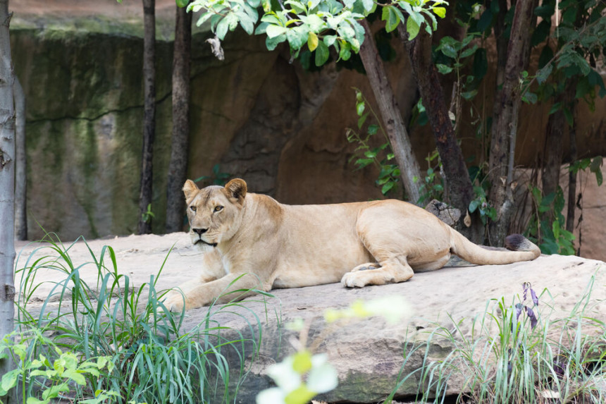 Lavica u jednom zoološkom vrtu oboljela od korone