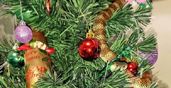 Kitili jelku a iz nje izvirila zmija otrovnica!? (VIDEO)