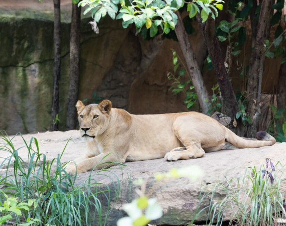 Lavica u jednom zoološkom vrtu oboljela od korone