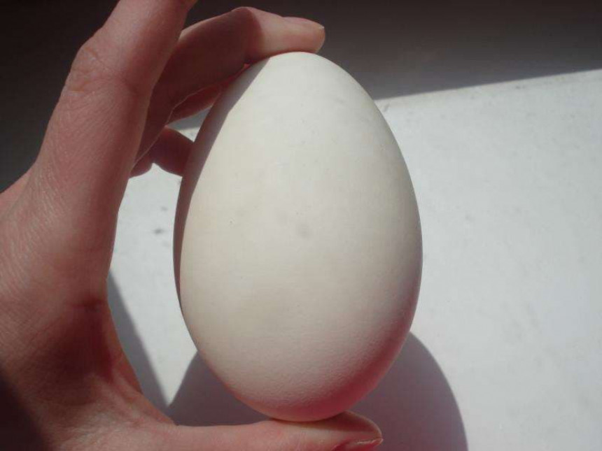 Гуска снела јаје са црним жуманцима! (ВИДЕО)