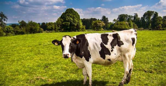 Turski farmer koristi virtuelnu stvarnost na kravama za veći prinos mleka! (VIDEO)