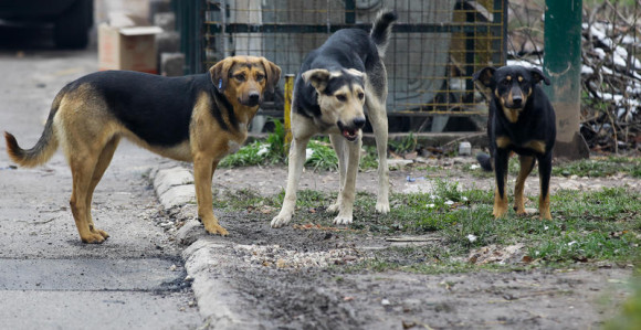 Godinama unazad traje borba protiv pasa lutalica