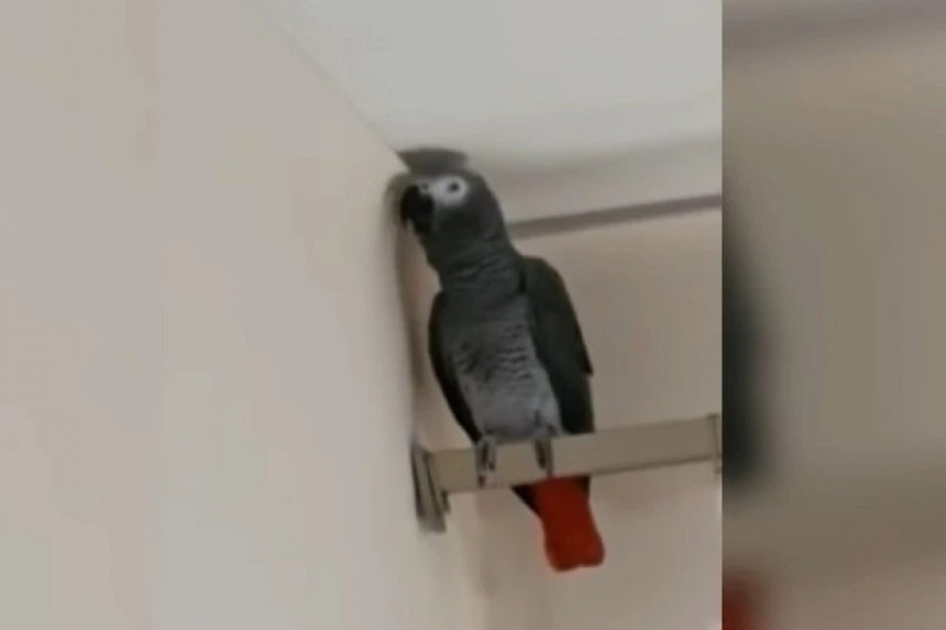 Papagaj Svetog Porfirija izgovara molitve (VIDEO)