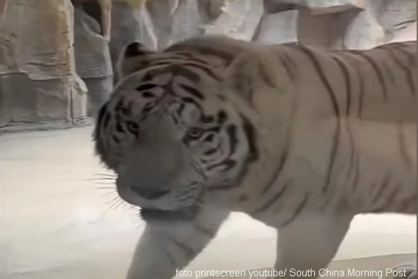 Кинески хотел нуди гостима “тигрову собу” поглед на тигрове!