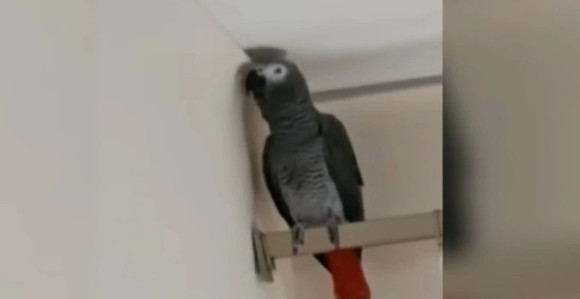 Papagaj Svetog Porfirija izgovara molitve (VIDEO)