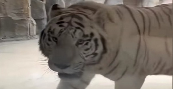 Kineski hotel nudi gostima “tigrovu sobu” pogled na tigrove!