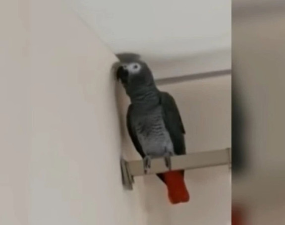 Papagaj Svetog Porfirija izgovara molitve (VIDEO)