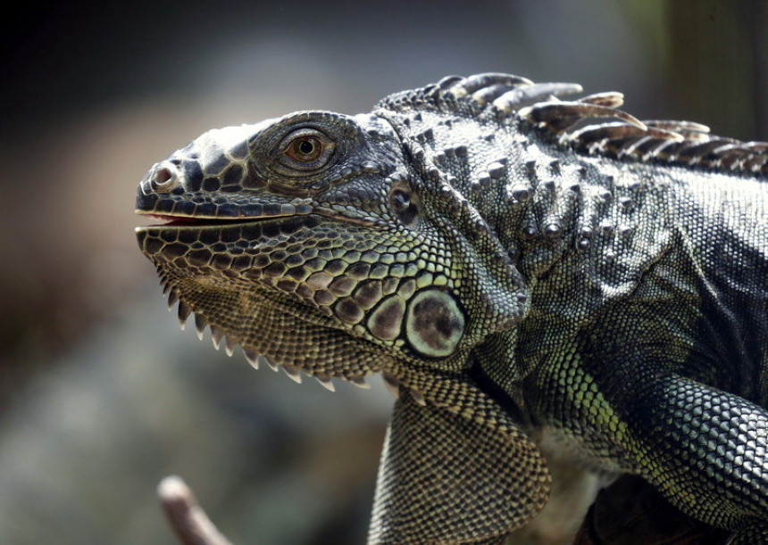 Florida:Toliko je hladno da iguane padaju sa drveća