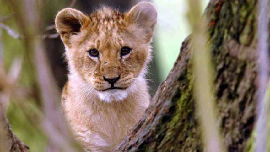Budva: Pronađeno mladunče lava koje se izgubilo jutros