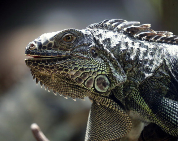 Florida:Toliko je hladno da iguane padaju sa drveća