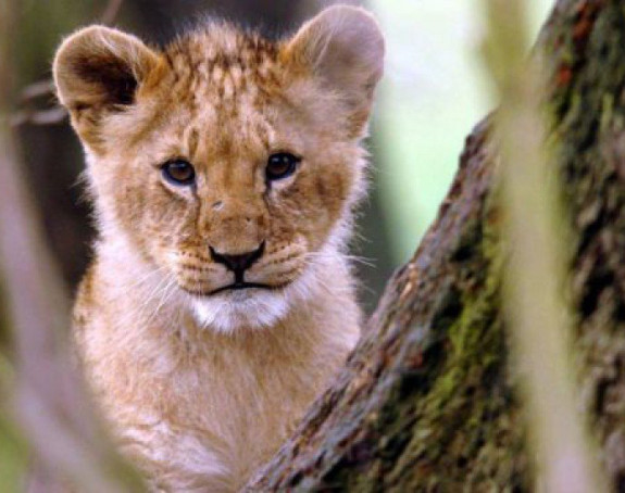 Будва: Пронађено младунче лава које се изгубило јутрос