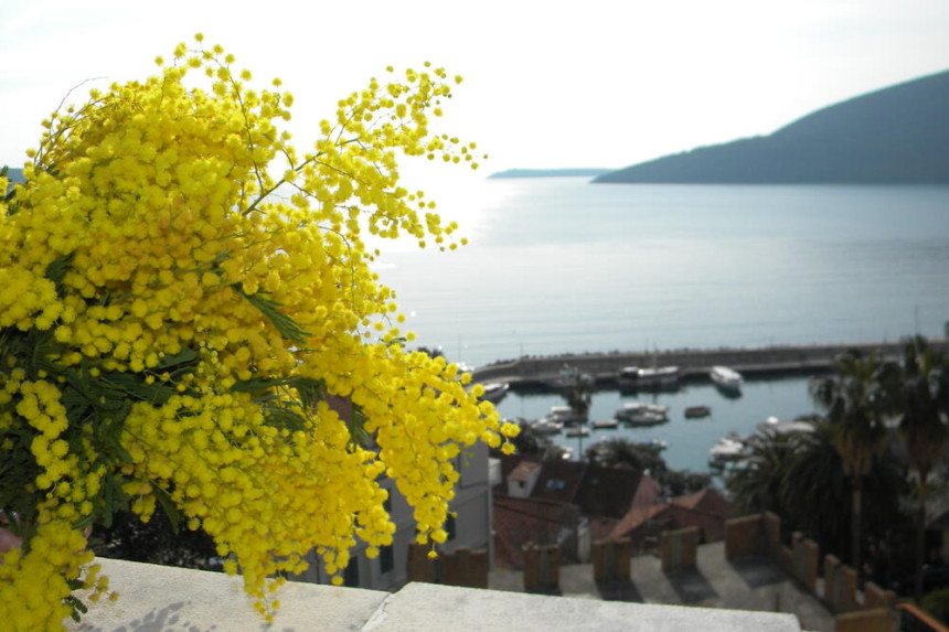 Praznik mimoze od 18. februara do 5. marta