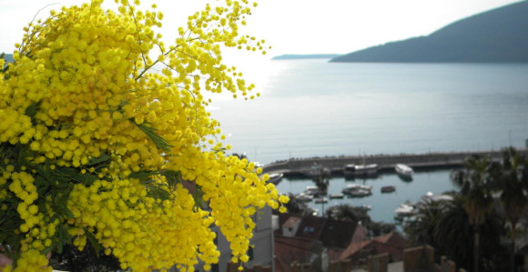 Praznik mimoze od 18. februara do 5. marta