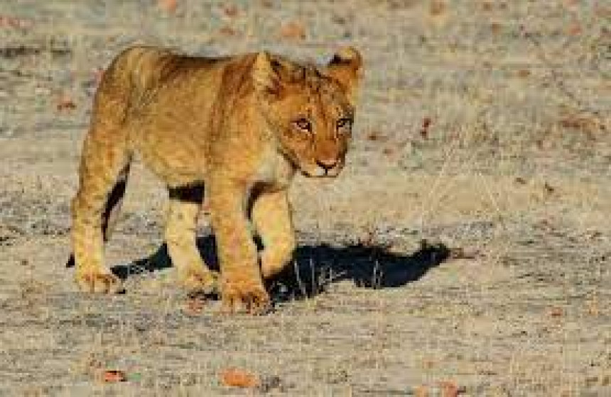Нађено младунче лава које је нестало у Будви