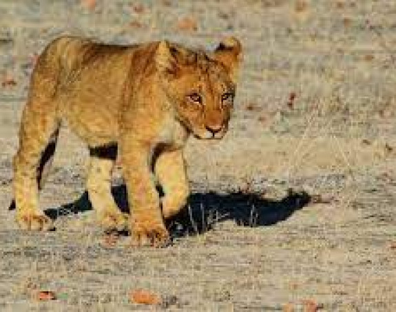 Nađeno mladunče lava koje je nestalo u Budvi