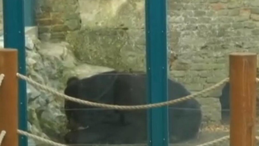 Stiže li proljeće: Medvjed se nije vratio u pećinu