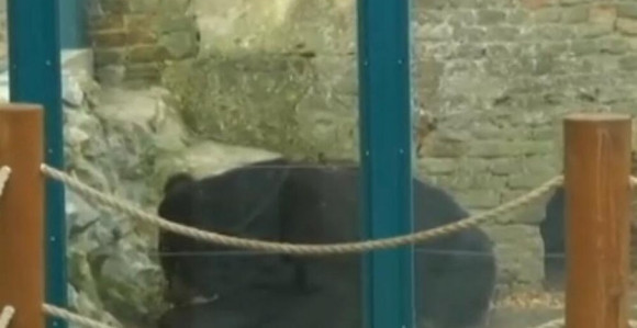 Stiže li proljeće: Medvjed se nije vratio u pećinu