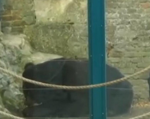 Stiže li proljeće: Medvjed se nije vratio u pećinu