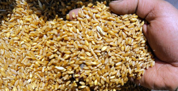 Neviđena jagma za pšenicom: Svijet ima rezerve za 27 dana