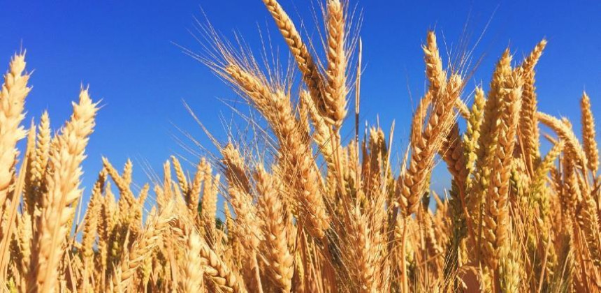 Ukrajina stopirala izvoz žitarica, šećera, soli i mesa