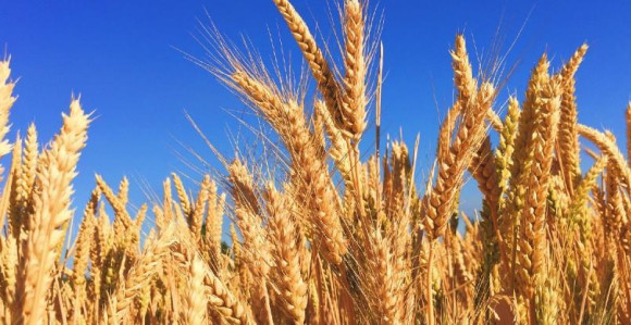 Ukrajina stopirala izvoz žitarica, šećera, soli i mesa