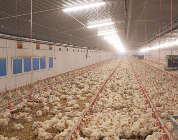 Производња два милиона пилића на годишњем нивоу 