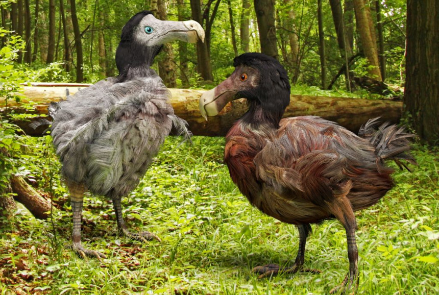 Naučnici tvrde izumrla ptica dodo mogla bi da se vrati u život!