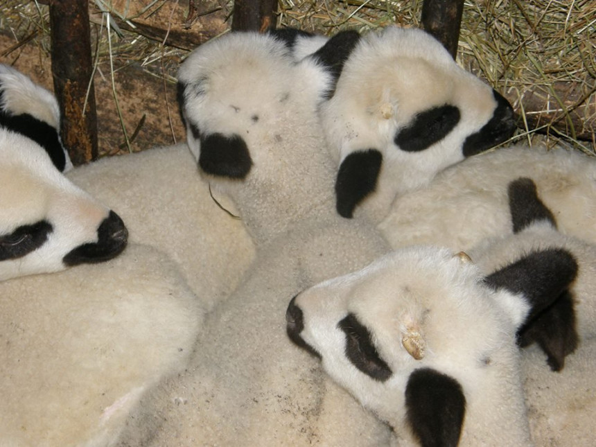 Obrt u Modriči: Jagnjad se vratila, nisu ukradena