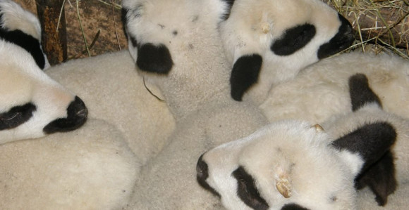 Обрт у Модричи: Јагњад се вратила, нису украдена