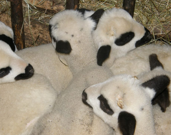 Obrt u Modriči: Jagnjad se vratila, nisu ukradena