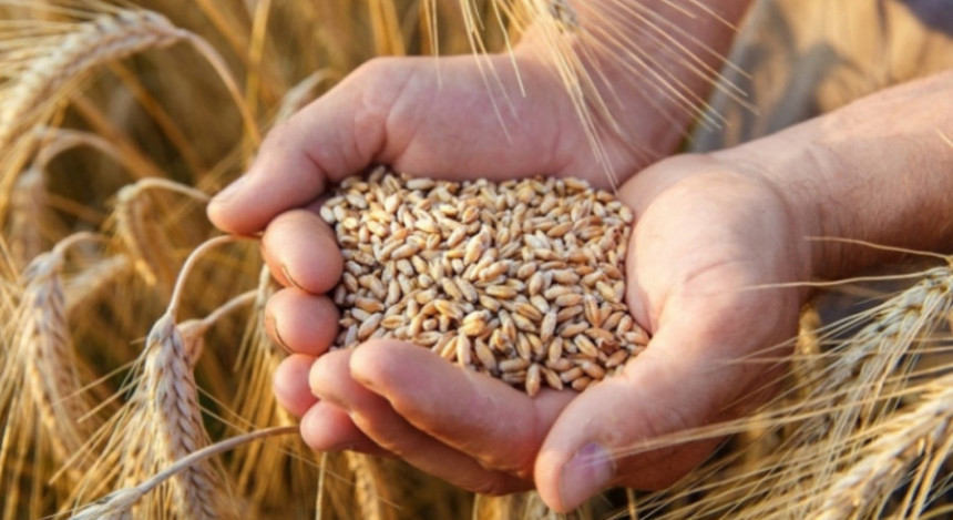 Vlast u Srpskoj kupuje pšenicu po duplo većoj cijeni