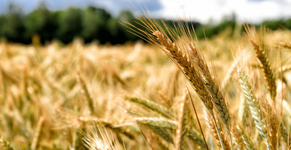 Bez žitarica iz Ukrajine i Rusije nastaje glad