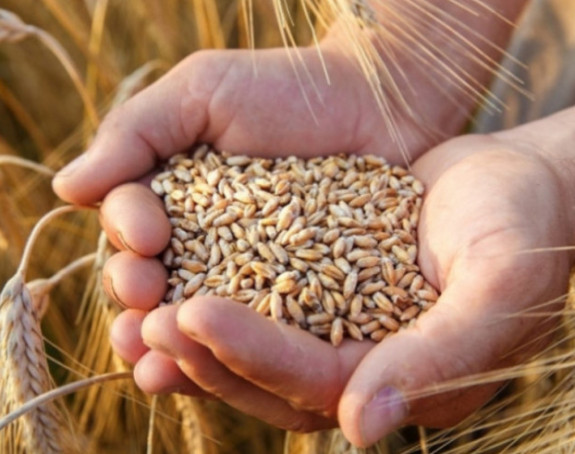 Vlast u Srpskoj kupuje pšenicu po duplo većoj cijeni