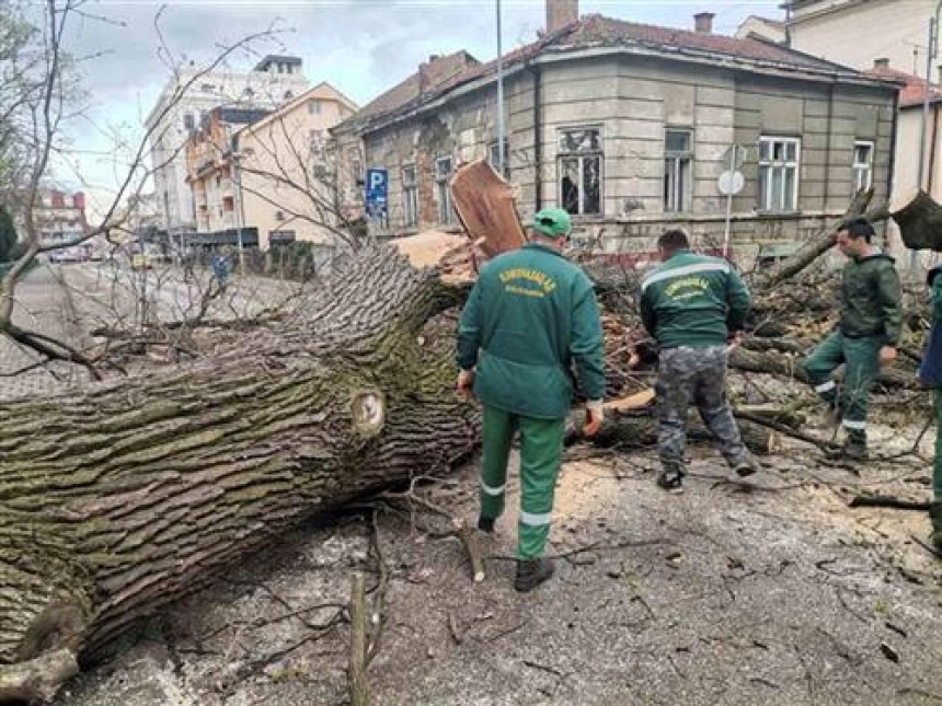 Срушио се стари храст у Бијељини, нема повријеђених