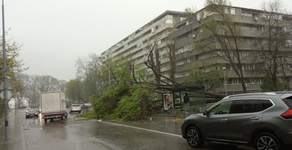 Olujno nevrijeme u Beogradu, vjetar obarao stabla
