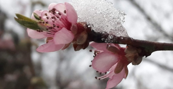 Упозорење воћарима на појаву мраза