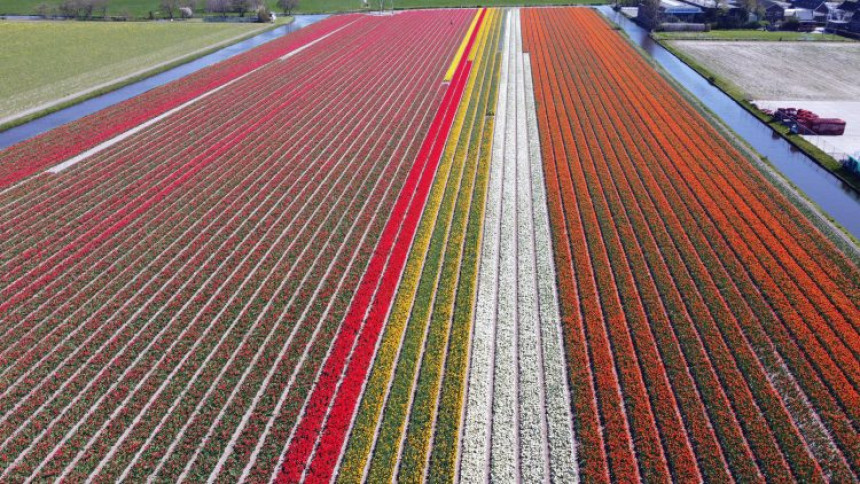 Holandija: Pogled na polje tulipana oduzima dah