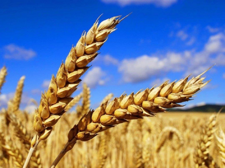 Ukrajina optužuje Rusiju da krade žito tokom rata